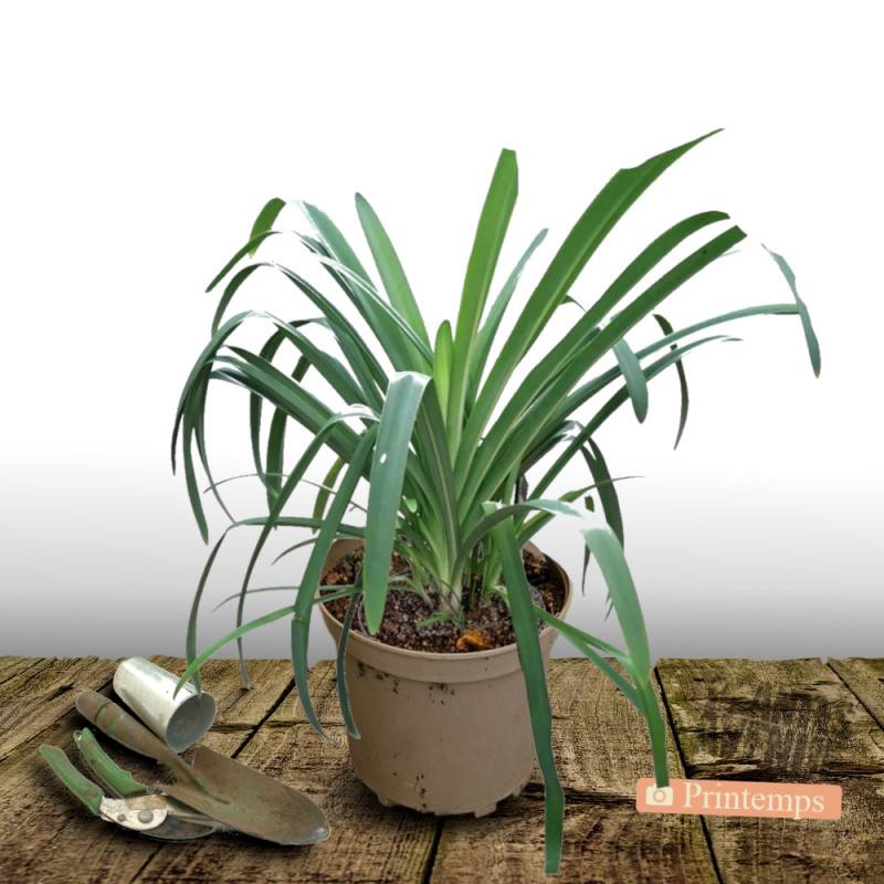 Agapanthe africanus à fleurs Bleue/ - feuillage Semi-Persistant - Pot de 7,5L - 40/60 cm - Image 4