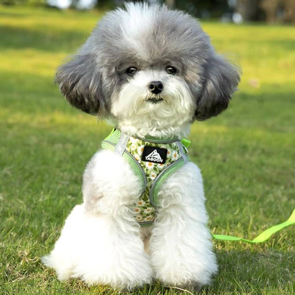 Harnais réglable en maille respirante pour chien xl - IntiMeg - Image 4