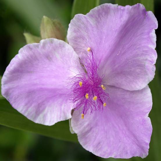 Promesse de Fleurs - Ephémère de Virginie - Tradescantia andersoniana Pink Chablis Pot de 2L/3L
