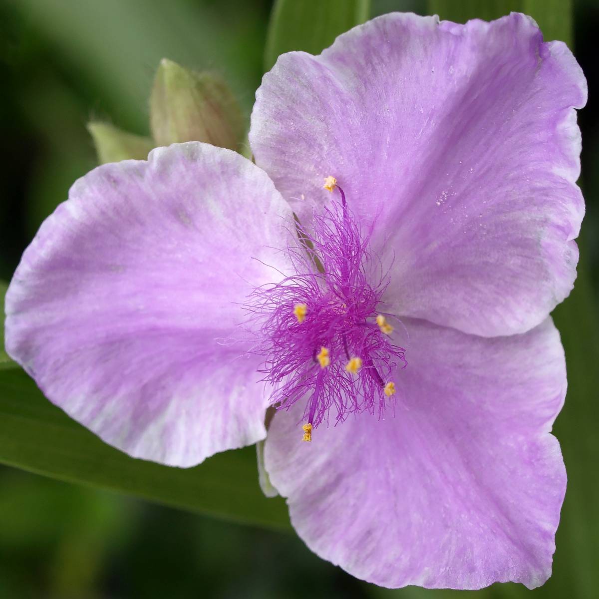 Promesse de Fleurs - Ephémère de Virginie - Tradescantia andersoniana Pink Chablis Pot de 2L/3L