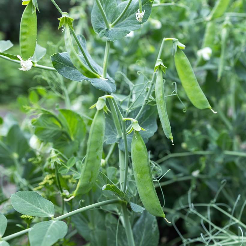 Pois nain Bamby mangetout - Pisum sativum le sachet de 250-350 graines environ (100g)