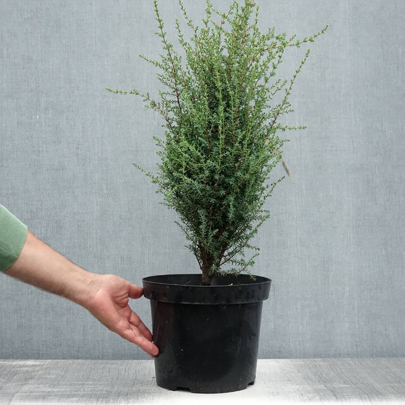 Juniperus communis Arnold - Genévrier commun Pot de 7,5L/10L - Image 2