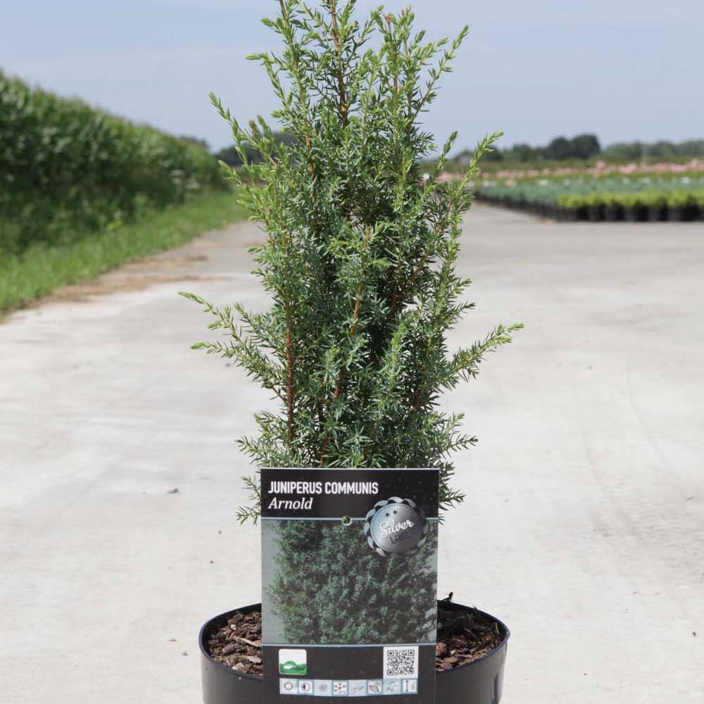 Juniperus communis Arnold - Genévrier commun Pot de 7,5L/10L - Image 1