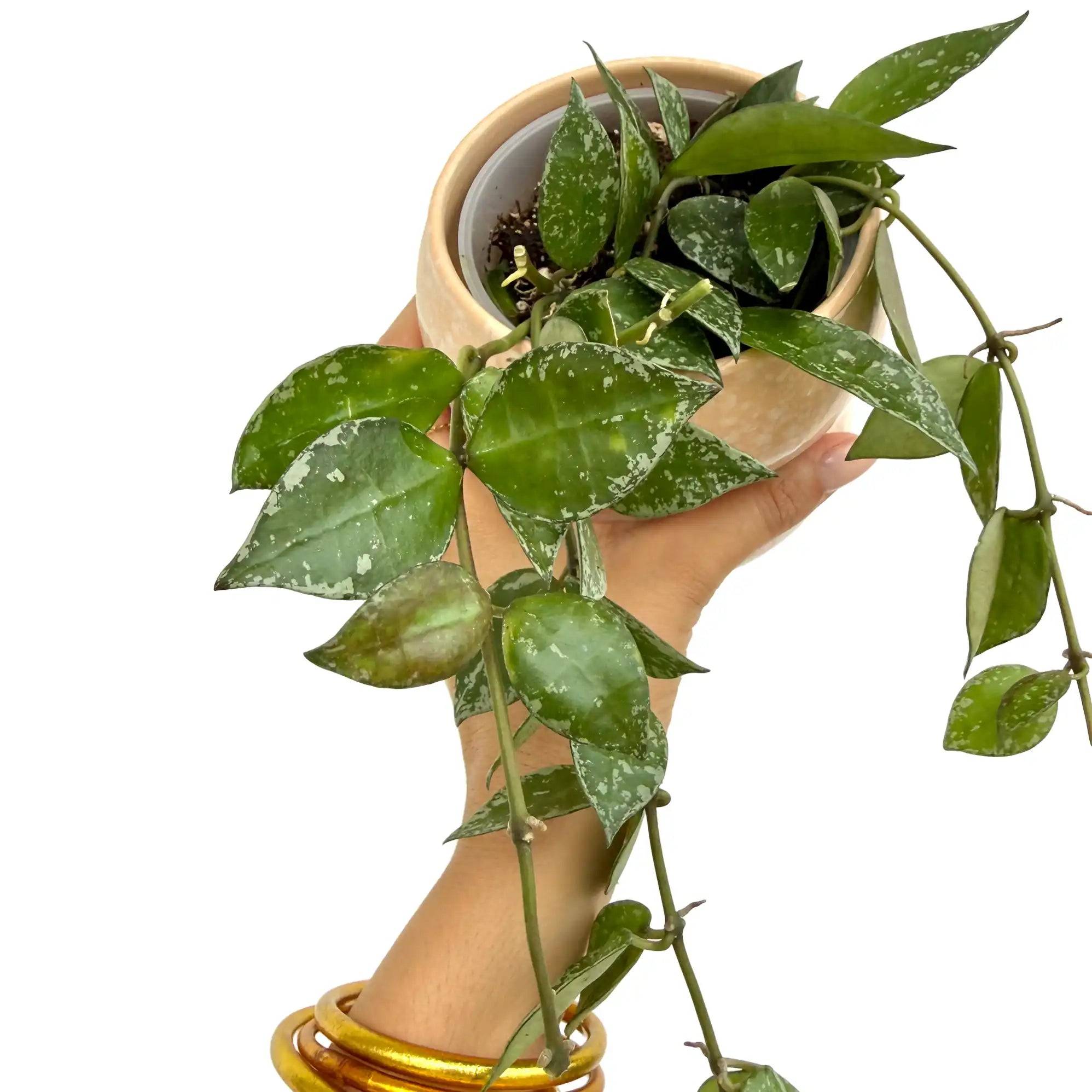 Hoya Krohniana - Pot de 9cm - Plantes d'intérieur - Image 1