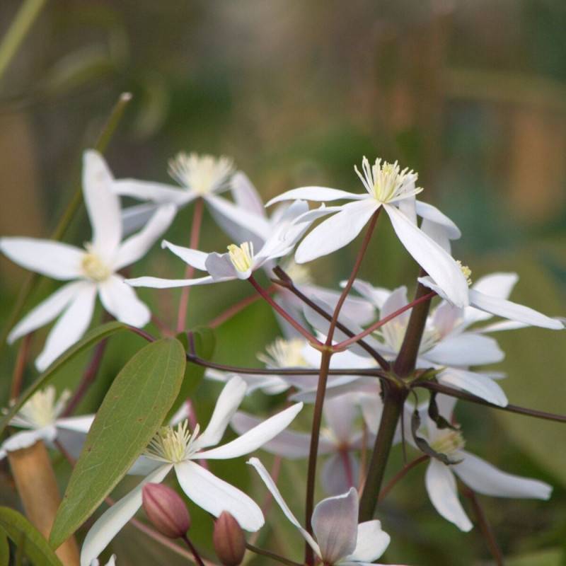 Clématite armandii Little White Charm à fleurs Blanche - feuillage Persistant - Pot de 3L - Echelle bambou 60/120 cm-  hauteur à maturité De 5,00 m à - Image 1