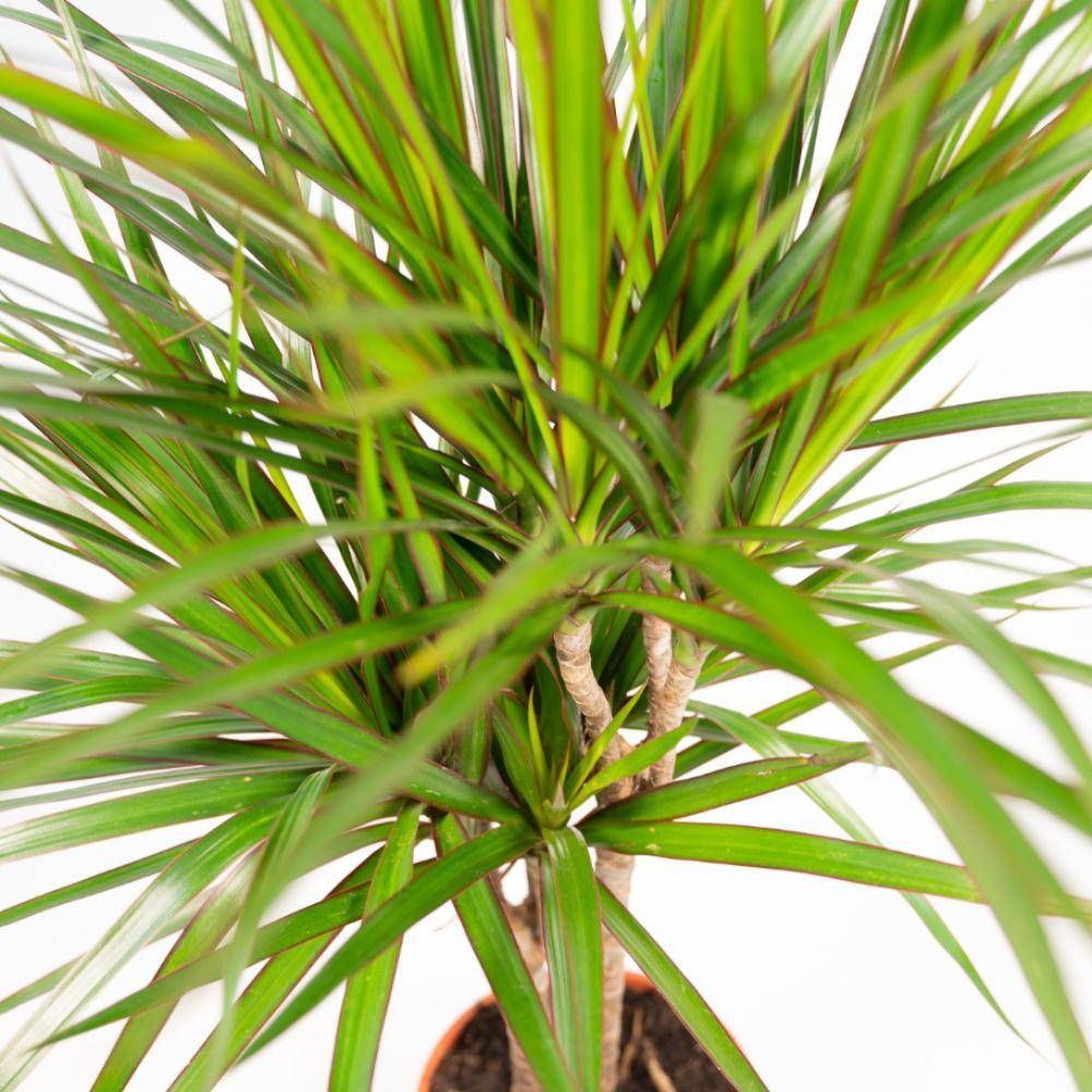 La Green Touch - Dracaena et son cache h120cm 120cm - Plante d'intérieur- La Green Touch - Image 4