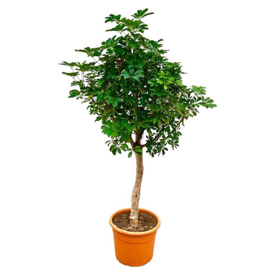 Schefflera Sur Tige - D40 H200cm - Image 1
