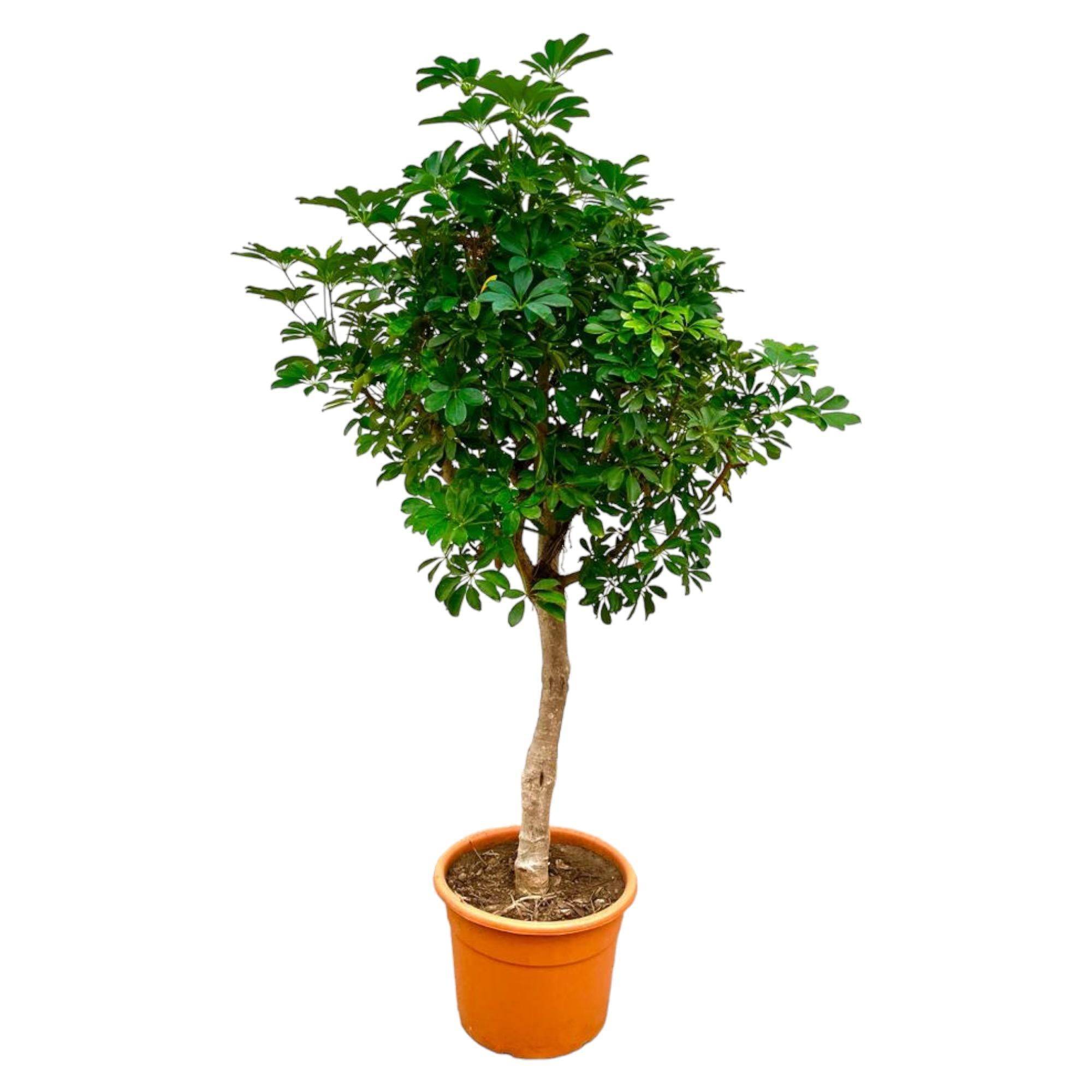 Schefflera Sur Tige - D40 H200cm