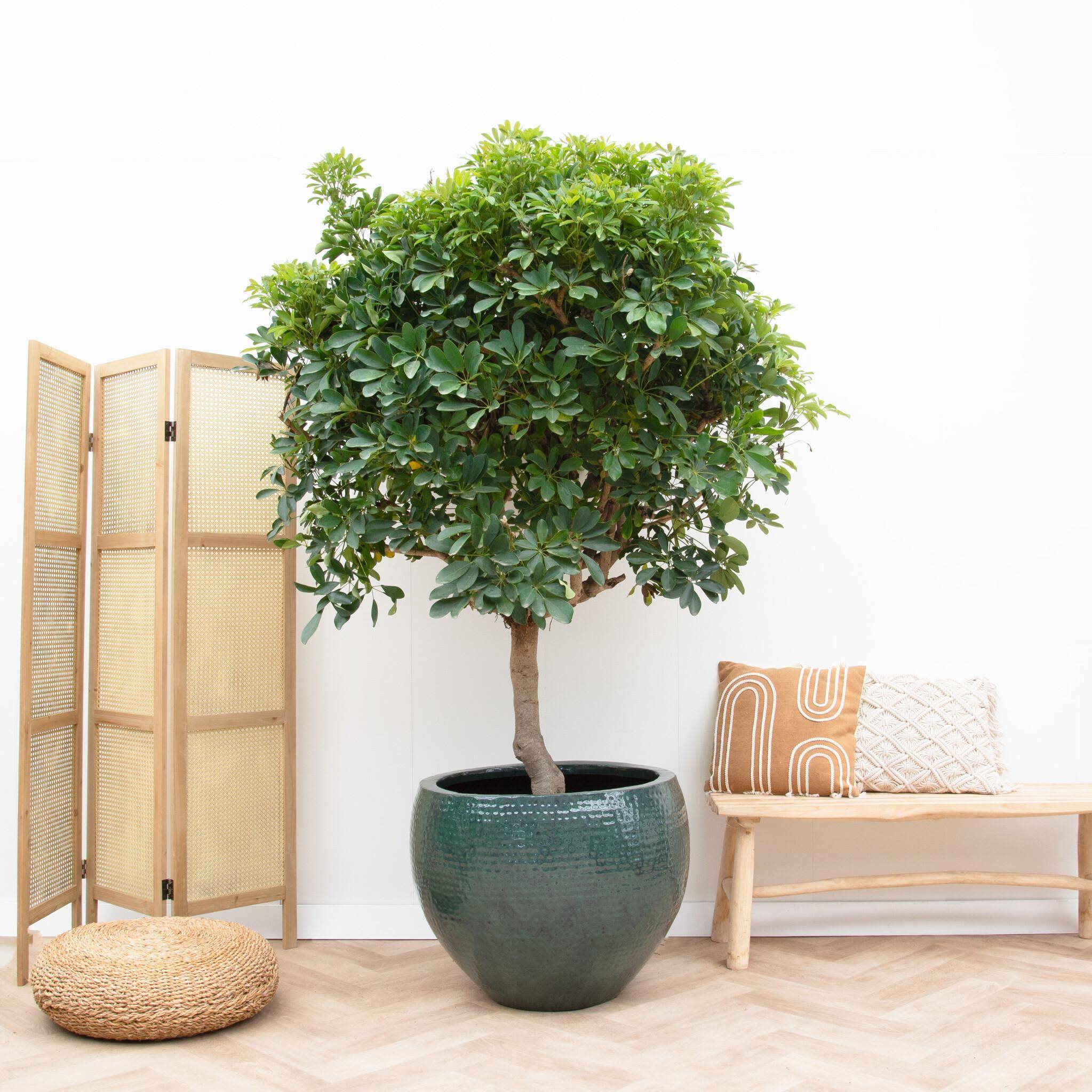 Schefflera Sur Tige - D40 H200cm - Image 2