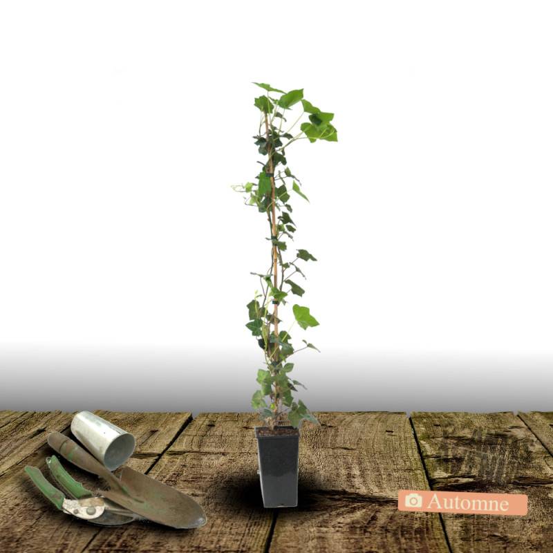 Lierre des colchide - Pot de 2L - Tuteur bambou 60/90 cm - Image 2