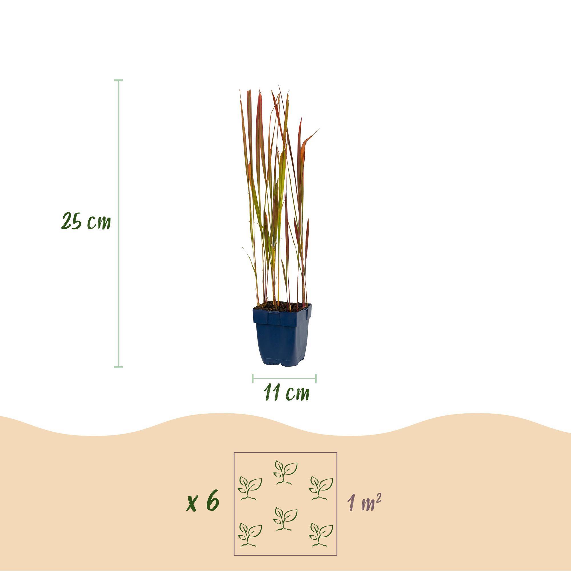 Herbe sanglante du Japon 'Red Baron' (Imperata cylindrica) - graminée au feuillage rouge - Pot 11 cm - Hauteur 25 cm - 6 plants - Plantes d'intérieur - Image 3