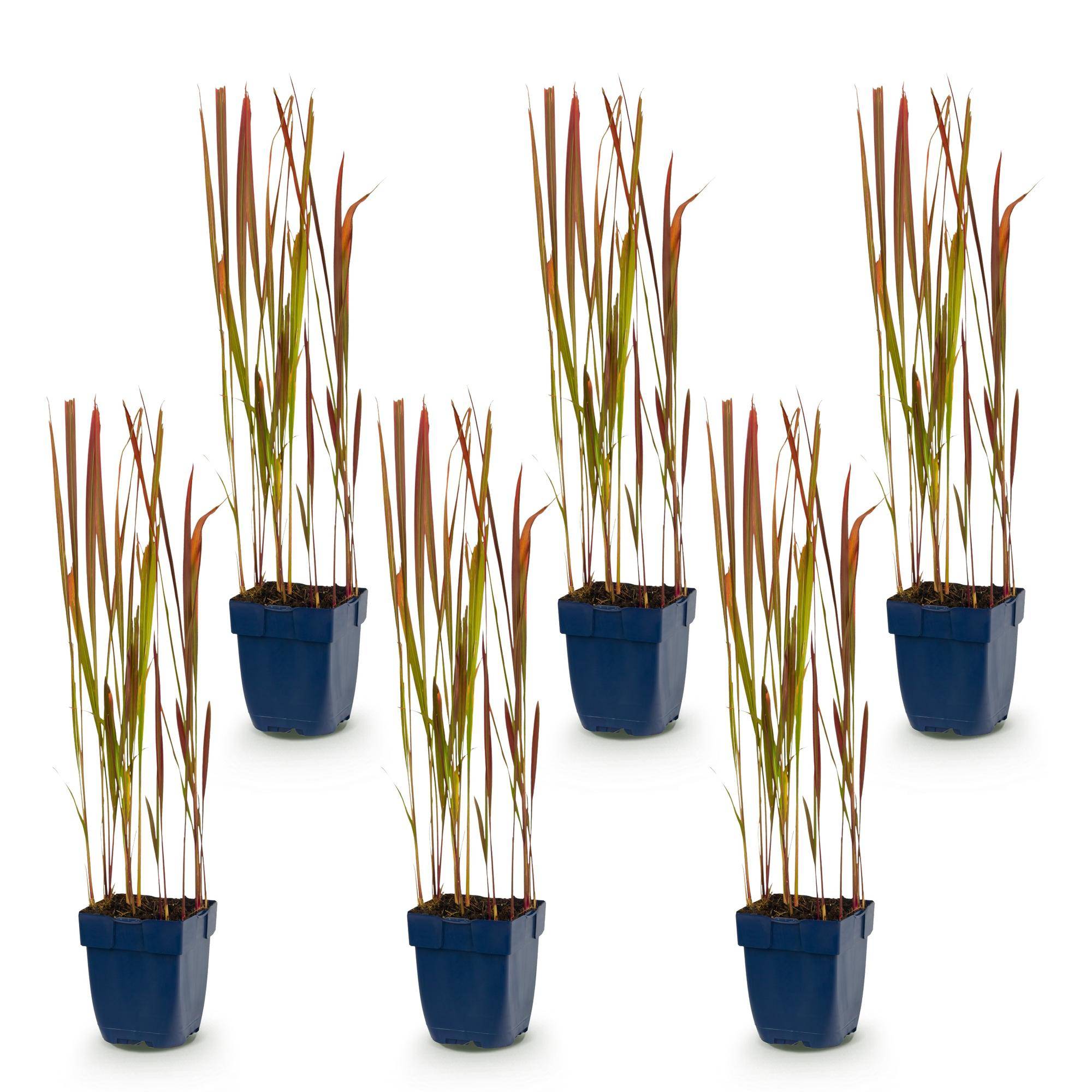 Herbe sanglante du Japon 'Red Baron' (Imperata cylindrica) - graminée au feuillage rouge - Pot 11 cm - Hauteur 25 cm - 6 plants - Plantes d'intérieur - Image 2