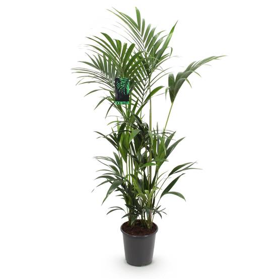 Palmier Kentia Forsteriana - D27 H170cm - Image 3