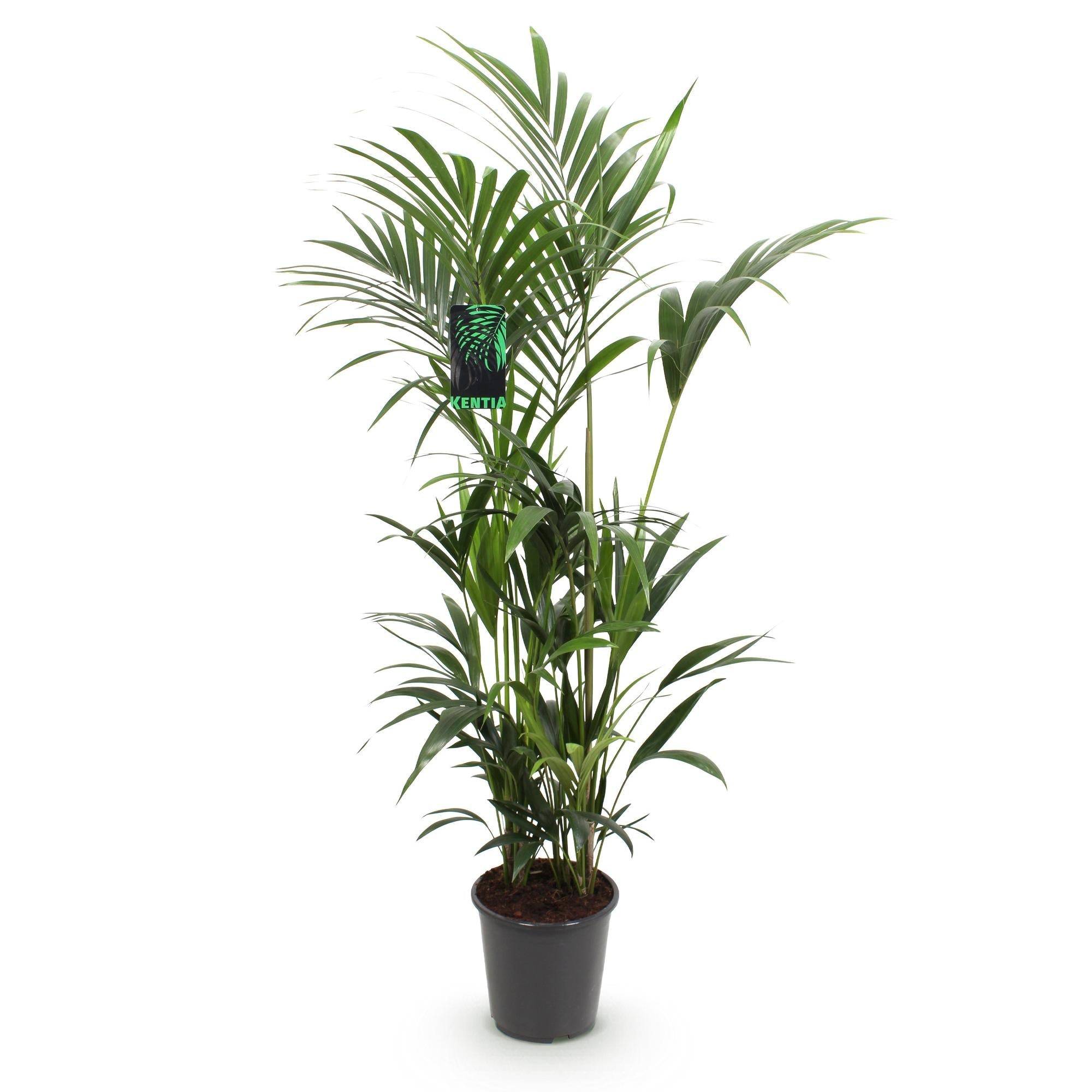 Palmier Kentia Forsteriana - D27 H170cm - Image 3
