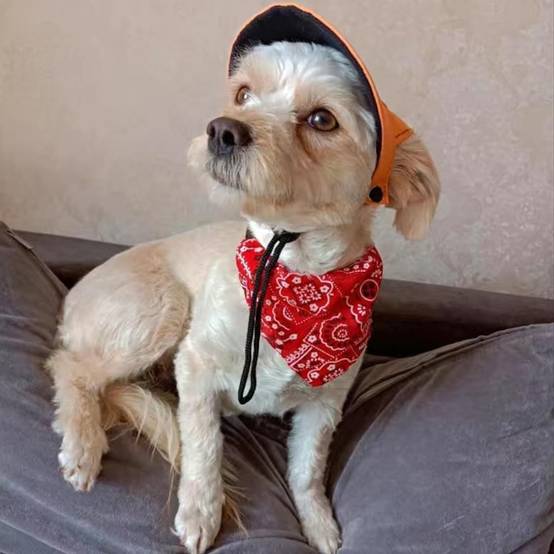 Collier bandana pour chien s - IntiMeg - Image 4
