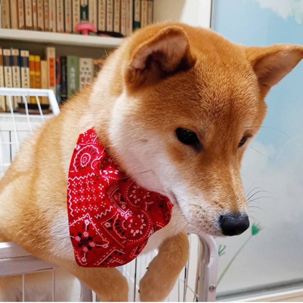 Collier bandana pour chien s - IntiMeg - Image 2
