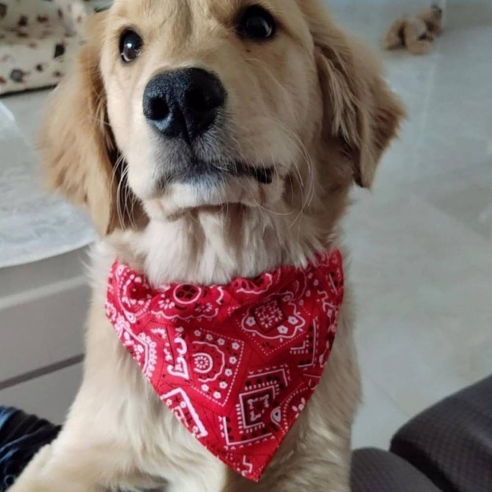 Collier bandana pour chien s - IntiMeg - Image 3