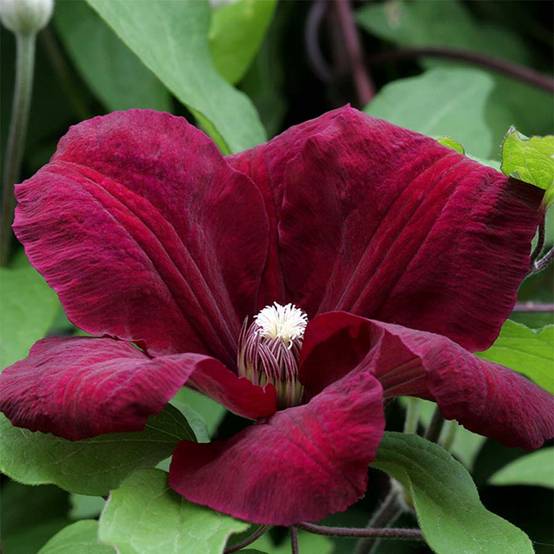 Clématite - Clematis Rouge Cardinal Pot de 2L/3L