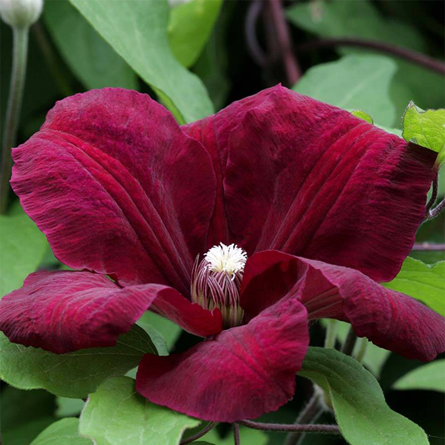 Clématite - Clematis Rouge Cardinal  Pot de 2L/3L