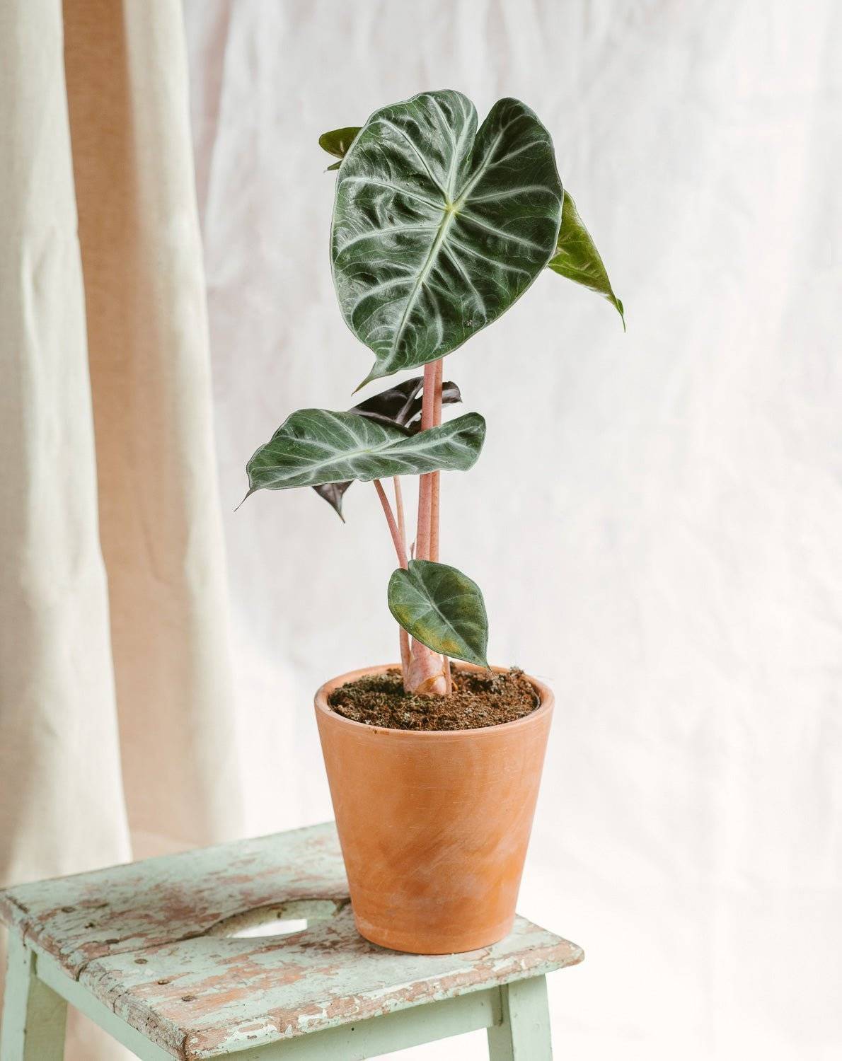 Alocasia Pink Dragon 75cm - Plante d'intérieur- La Green Touch - Image 2