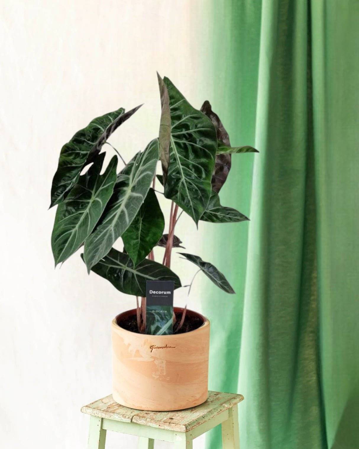 Alocasia Pink Dragon 75cm - Plante d'intérieur- La Green Touch - Image 3