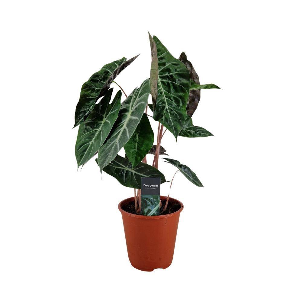 Alocasia Pink Dragon 75cm - Plante d'intérieur- La Green Touch - Image 1