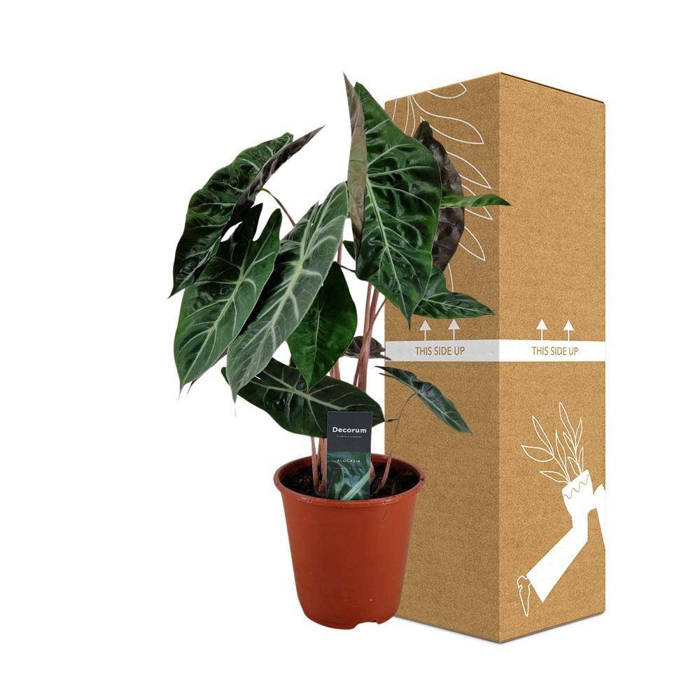 Alocasia Pink Dragon 75cm - Plante d'intérieur- La Green Touch - Image 6