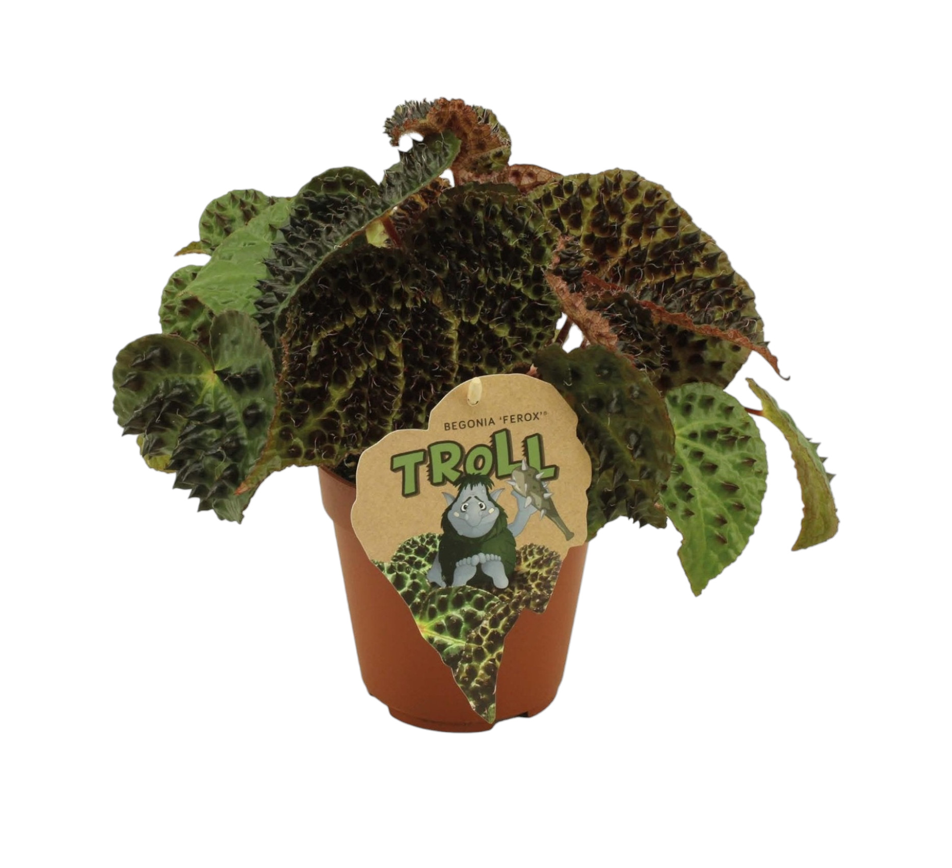 Begonia Rex Ferox 25cm - Plante d'intérieur- La Green Touch - Image 1
