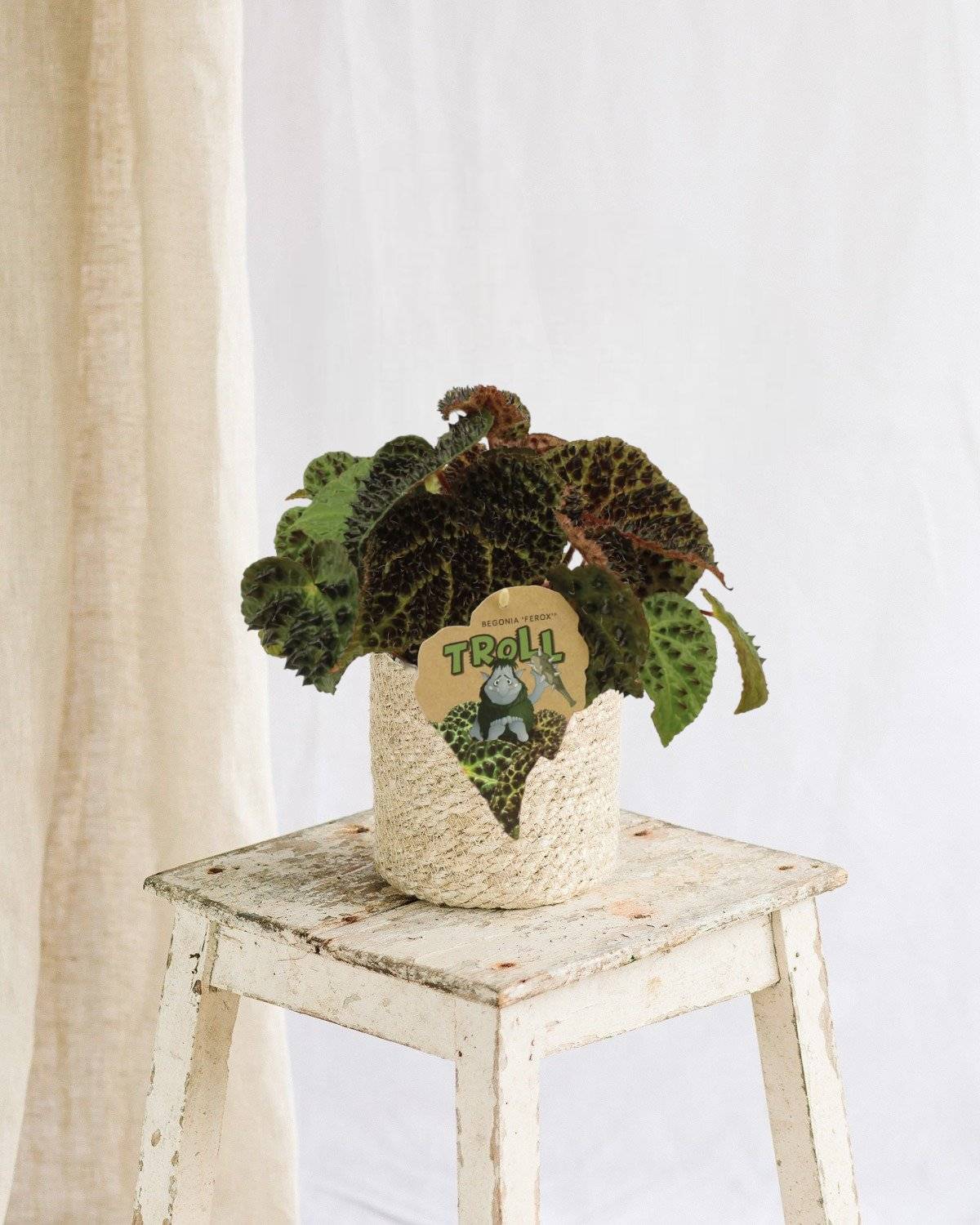 Begonia Rex Ferox 25cm - Plante d'intérieur- La Green Touch - Image 2