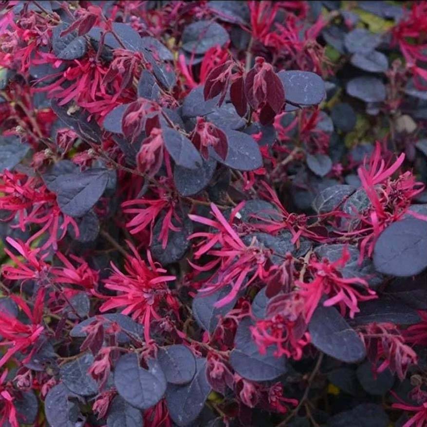 Promesse de Fleurs - Loropetalum chinense Black Pearl Pot de 3L/4L