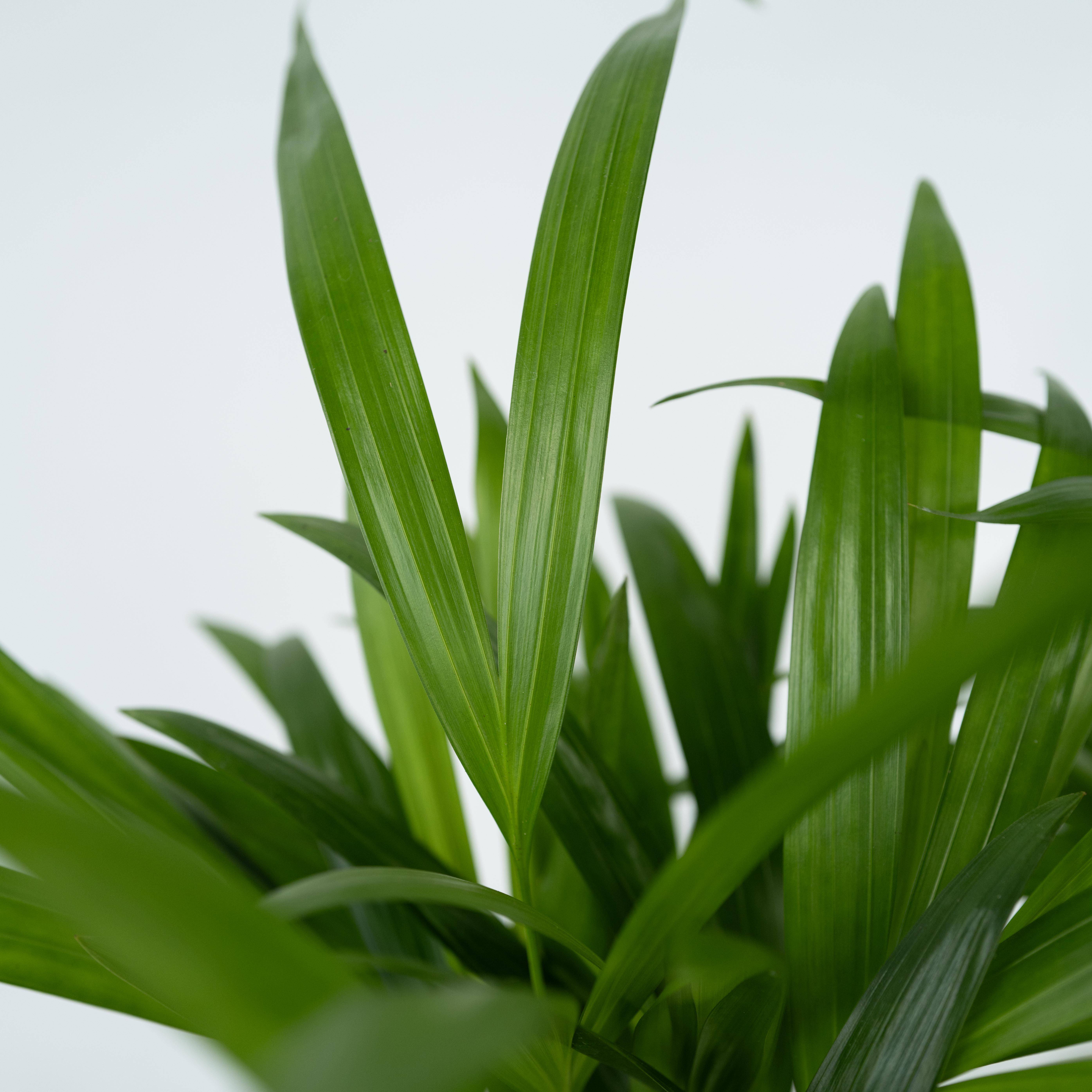 Palmier areca - Dypsis lutescens - Hauteur 140-150cm - ⌀27cm - Image 5