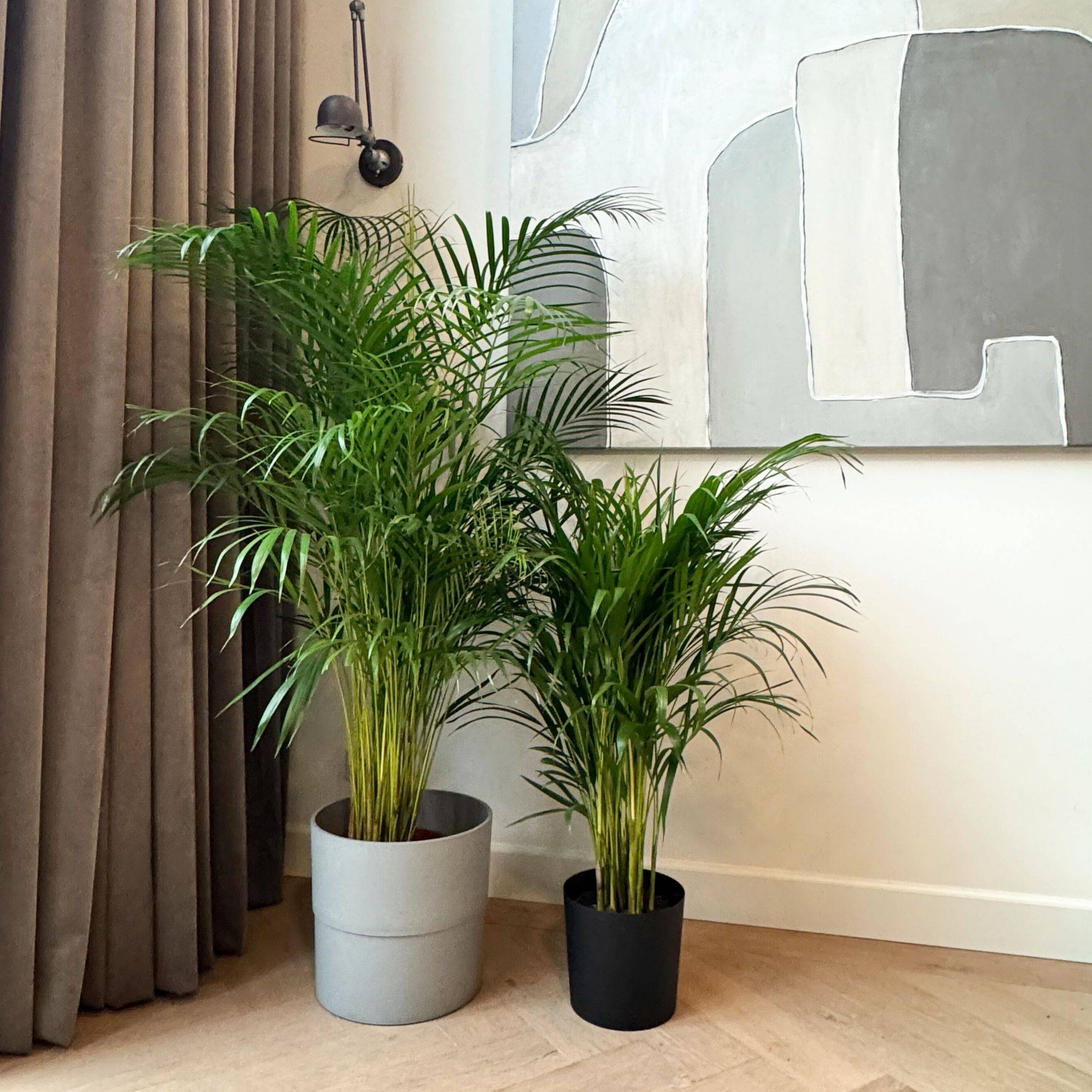 Palmier areca - Dypsis lutescens - Hauteur 140-150cm - ⌀27cm - Image 2