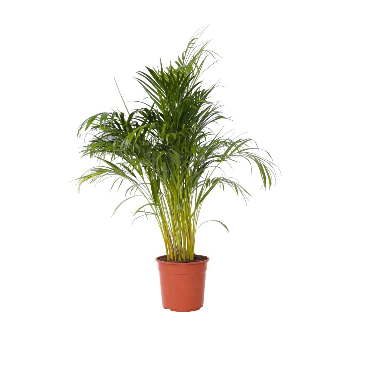 Palmier areca - Dypsis lutescens - Hauteur 140-150cm - ⌀27cm - Image 1
