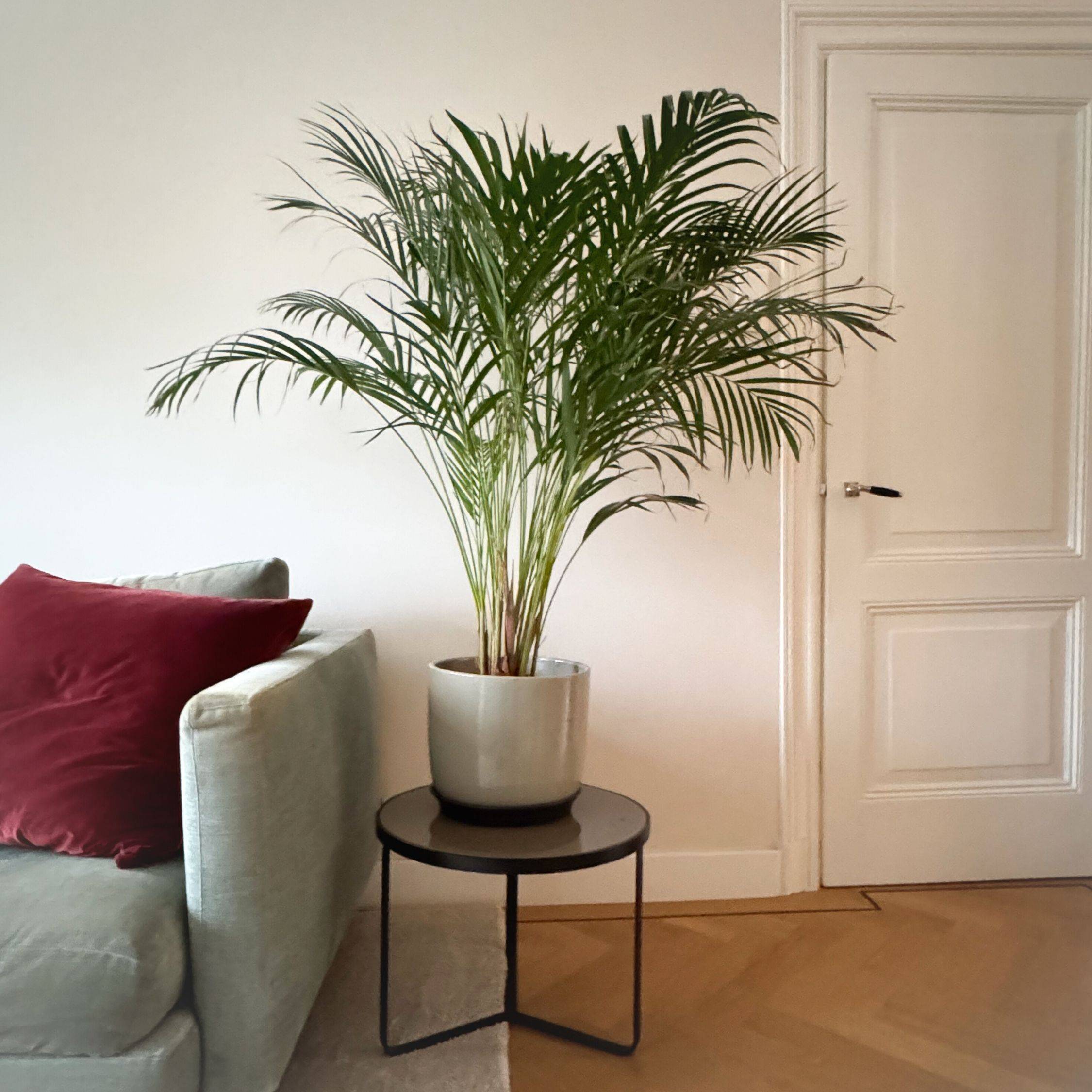 Palmier areca - Dypsis lutescens - Hauteur 140-150cm - ⌀27cm - Image 3