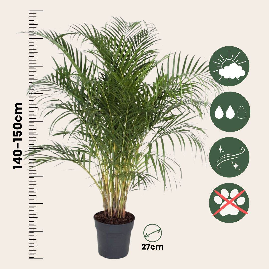 Palmier areca - Dypsis lutescens - Hauteur 140-150cm - ⌀27cm - Image 6