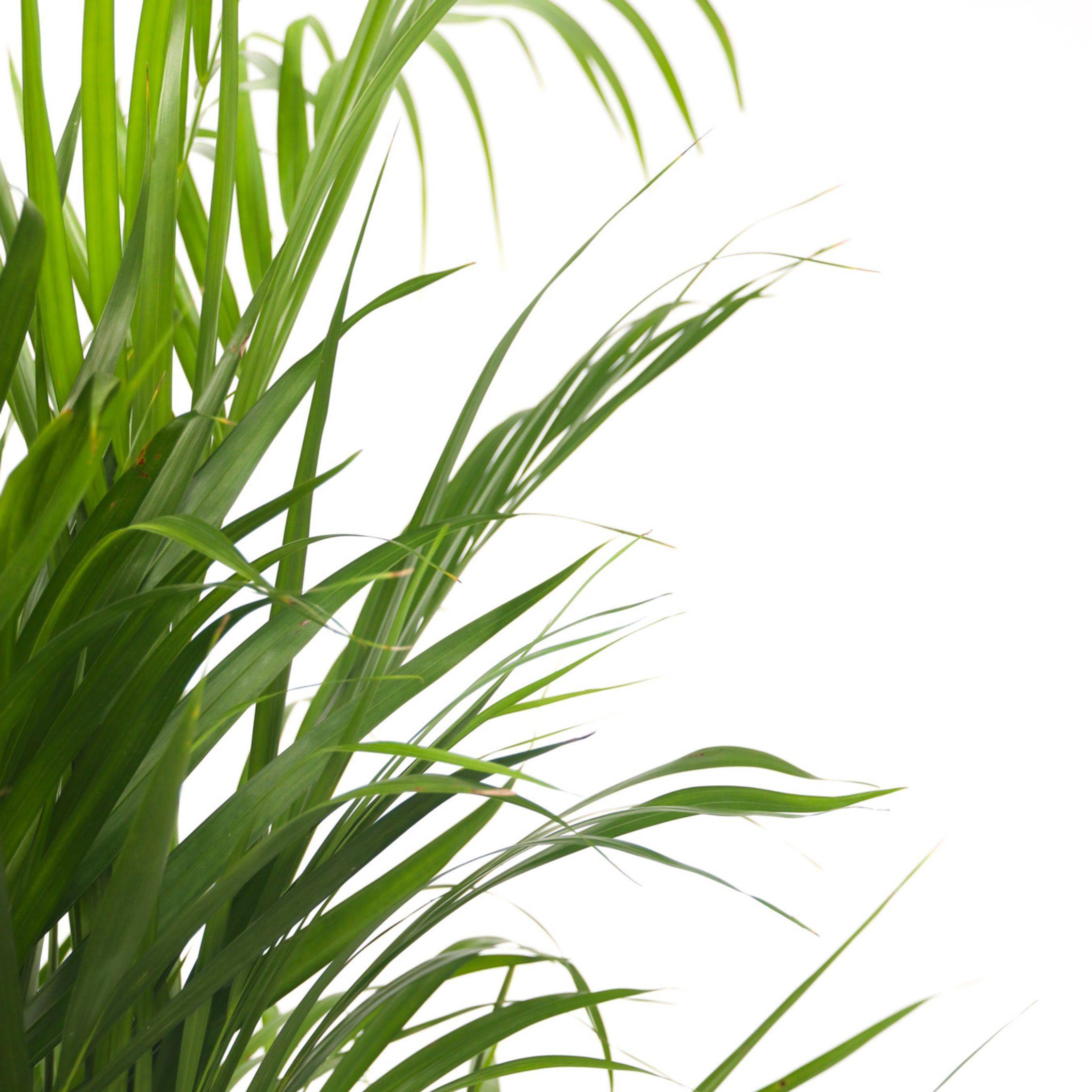 Palmier areca - Dypsis lutescens - Hauteur 140-150cm - ⌀27cm - Image 4