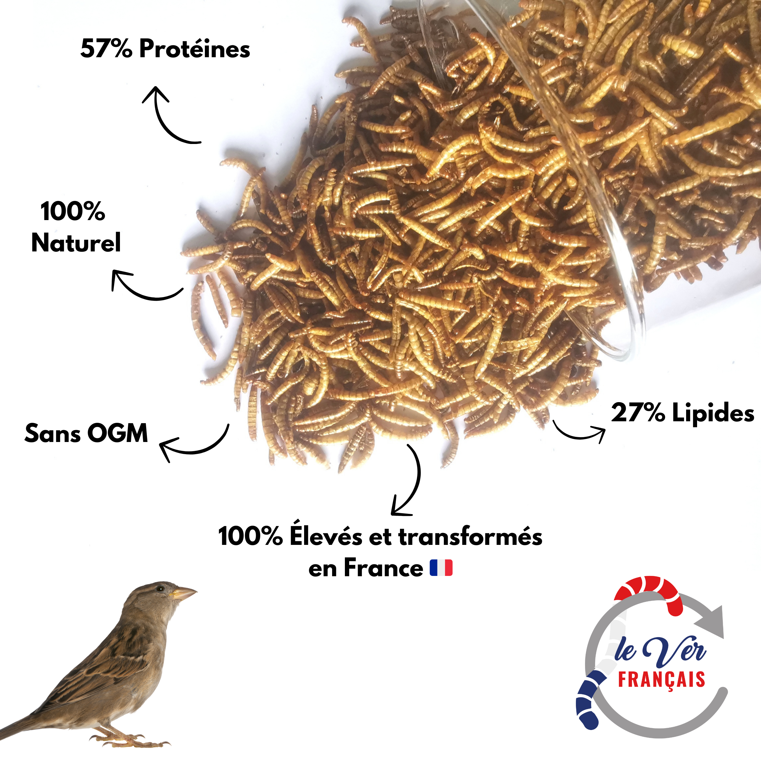 Vers de farine déshydratés 2kg - Le Ver Français - Image 2