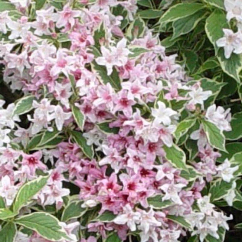 Weigela 'Nana purpurea' (Weigela florida 'Nana purpurea') - Godet - Taille 13/25cm - Pépinières Naudet