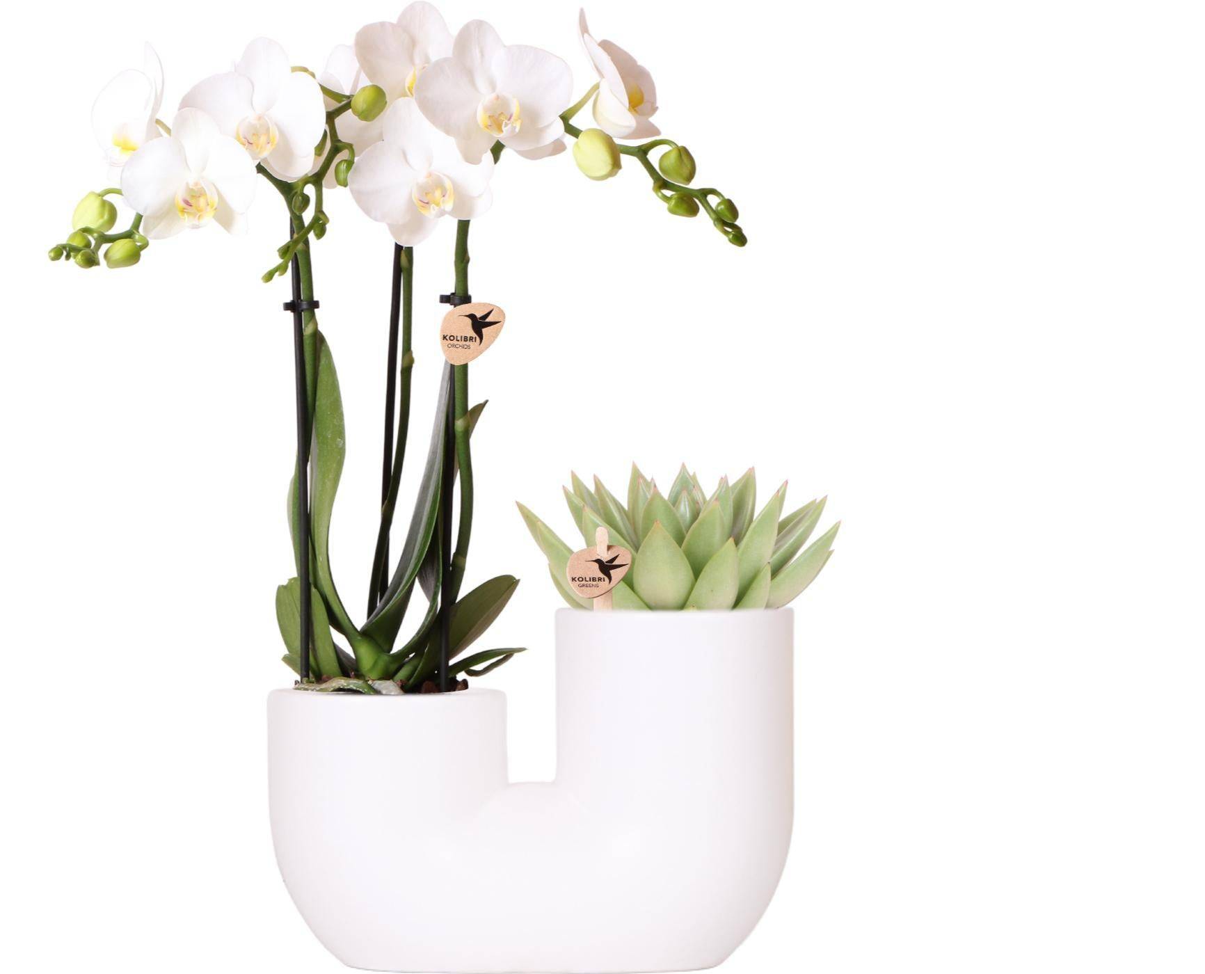 Orchidée Amabilis et Succulente en Pot Décoratif Blanc - H35cm - Image 1