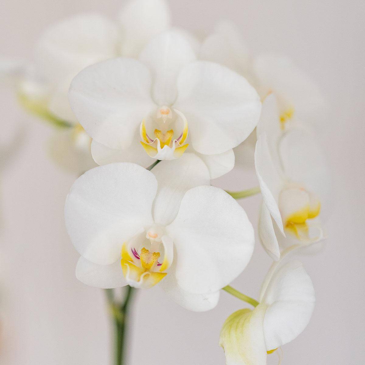 Orchidée Amabilis et Succulente en Pot Décoratif Blanc - H35cm - Image 4