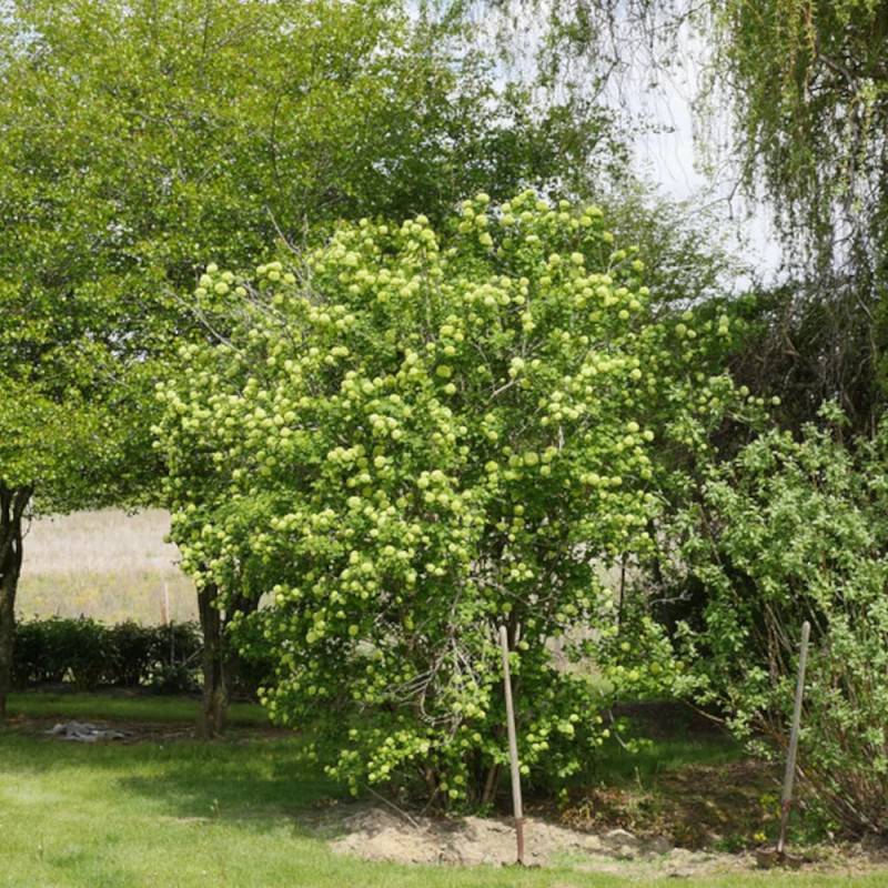 Viorne boule de neige, Viburnum à fleurs Blanche - feuillage Caduc - Pot de 7,5L - 60/80 cm-  hauteur à maturité De 1,50 m à 2,00 m - Image 4