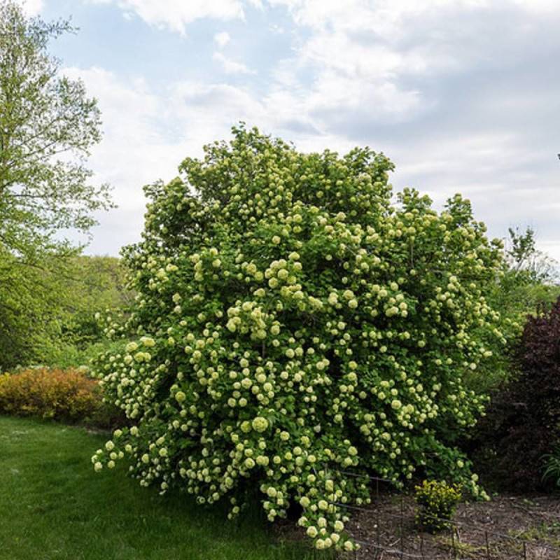 Viorne boule de neige, Viburnum à fleurs Blanche/ - feuillage Caduc - Pot de 7,5L - 60/80 cm - Image 1