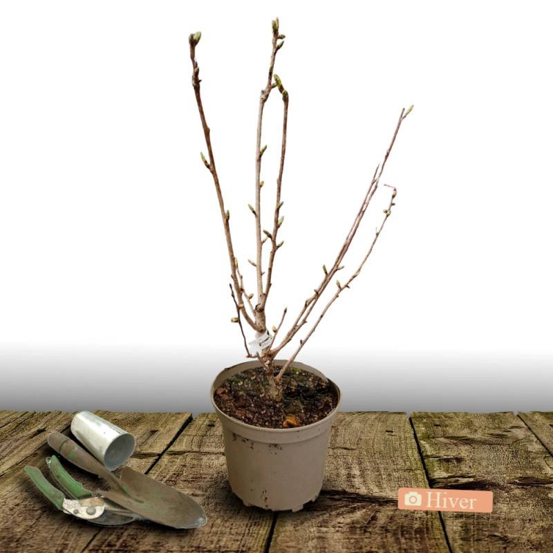Viorne boule de neige, Viburnum à fleurs Blanche/ - feuillage Caduc - Pot de 7,5L - 60/80 cm - Image 2