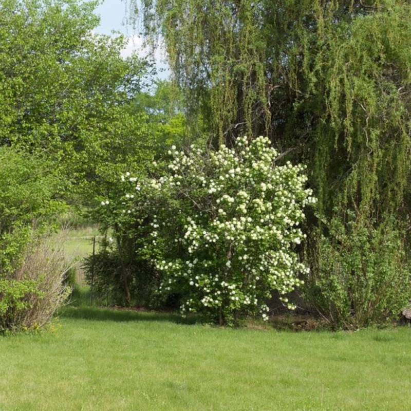 Viorne boule de neige, Viburnum à fleurs Blanche - feuillage Caduc - Pot de 7,5L - 60/80 cm-  hauteur à maturité De 1,50 m à 2,00 m - Image 7