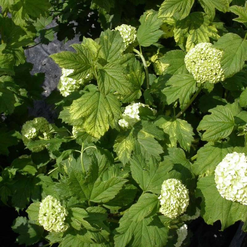 Viorne boule de neige, Viburnum à fleurs Blanche/ - feuillage Caduc - Pot de 7,5L - 60/80 cm - Image 3