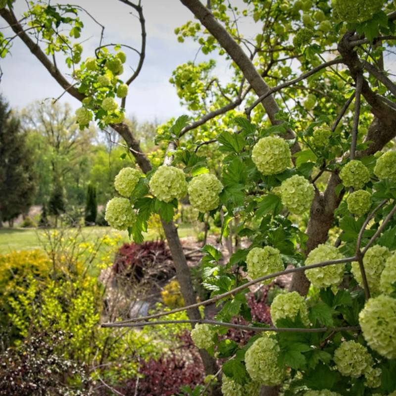 Viorne boule de neige, Viburnum à fleurs Blanche - feuillage Caduc - Pot de 7,5L - 60/80 cm-  hauteur à maturité De 1,50 m à 2,00 m - Image 5