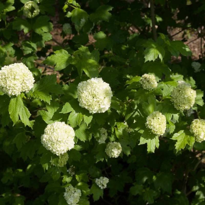 Viorne boule de neige, Viburnum à fleurs Blanche - feuillage Caduc - Pot de 7,5L - 60/80 cm-  hauteur à maturité De 1,50 m à 2,00 m - Image 6