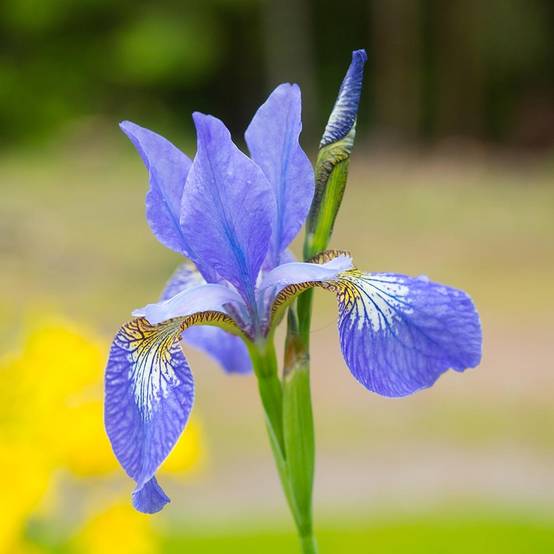 Promesse de Fleurs - Iris de Sibérie - Iris sibirica Blue Moon Godet de 8/9 cm