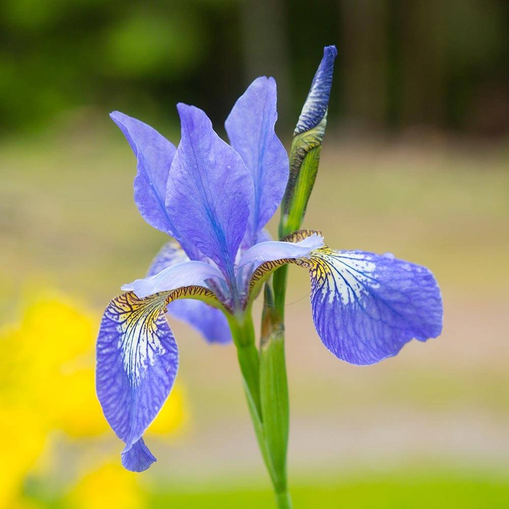 Promesse de Fleurs - Iris de Sibérie - Iris sibirica Blue Moon Godet de 8/9 cm