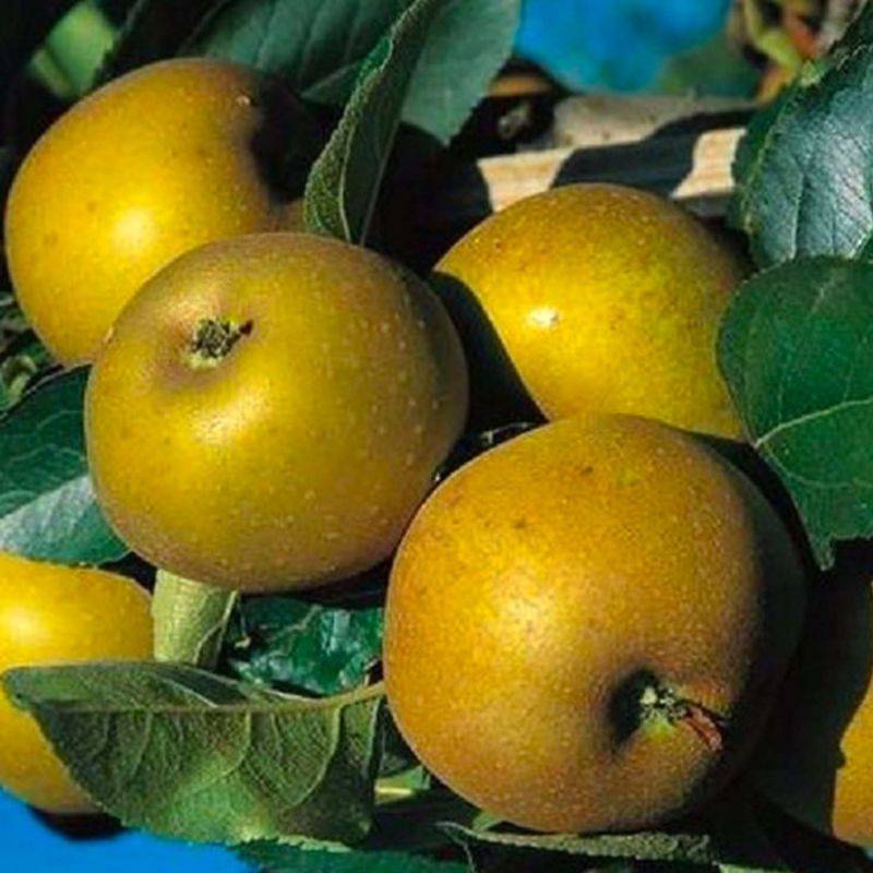 Pommier 'Reinette Grise du Canada' (Malus domestica 'Reinette Grise du Canada') - Scion de 100cm - Pépinières Naudet - Image 1